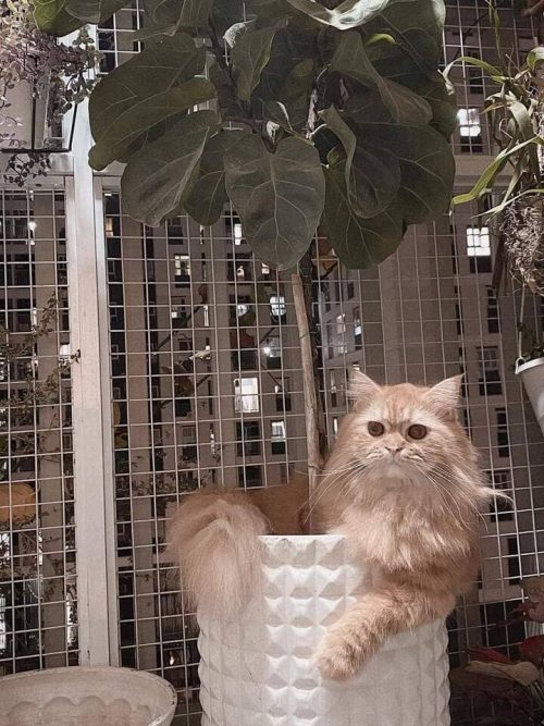 Lưới an toàn bảo vệ thú cưng